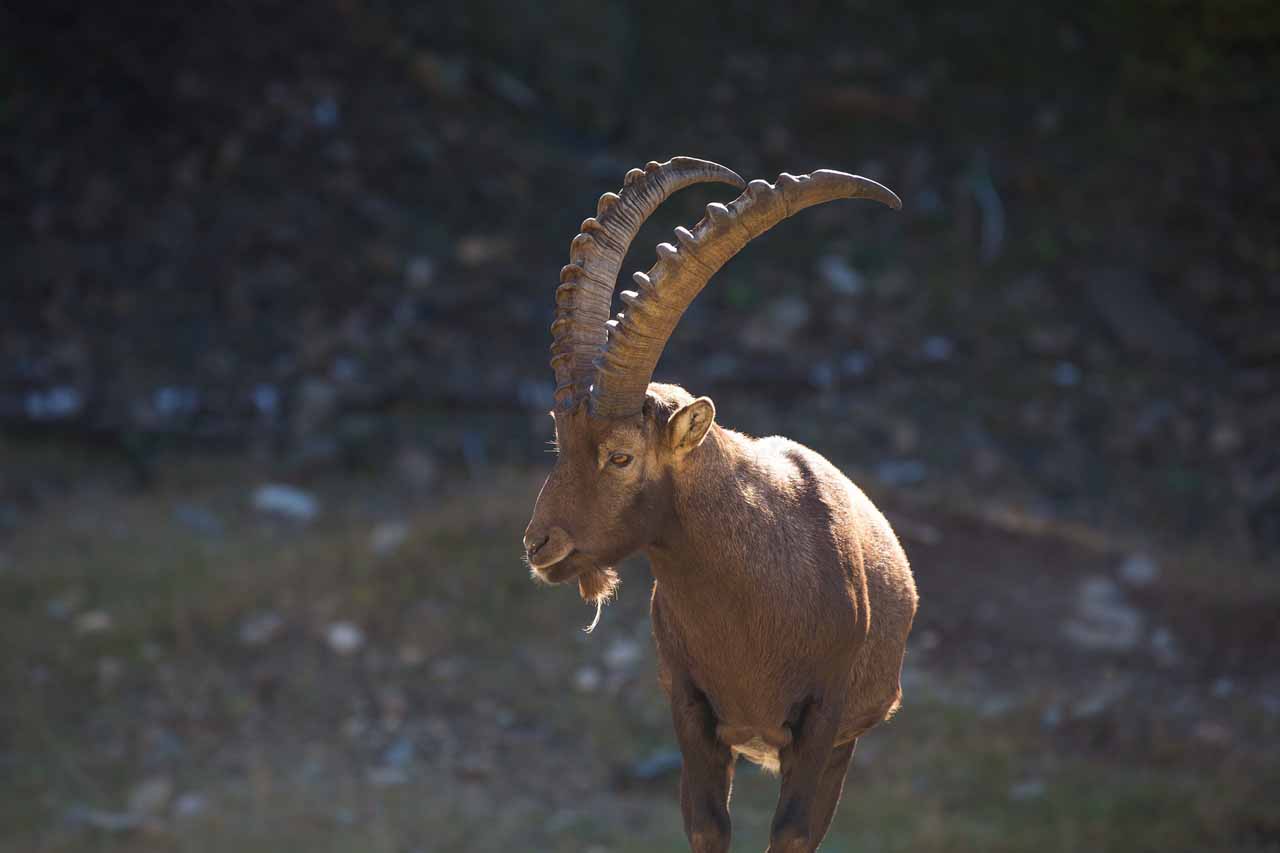 In Pictures: Wildlife in the Alps